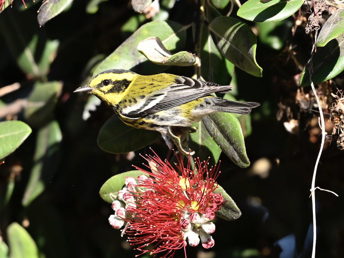 Townsend's Warbler - ML646383054