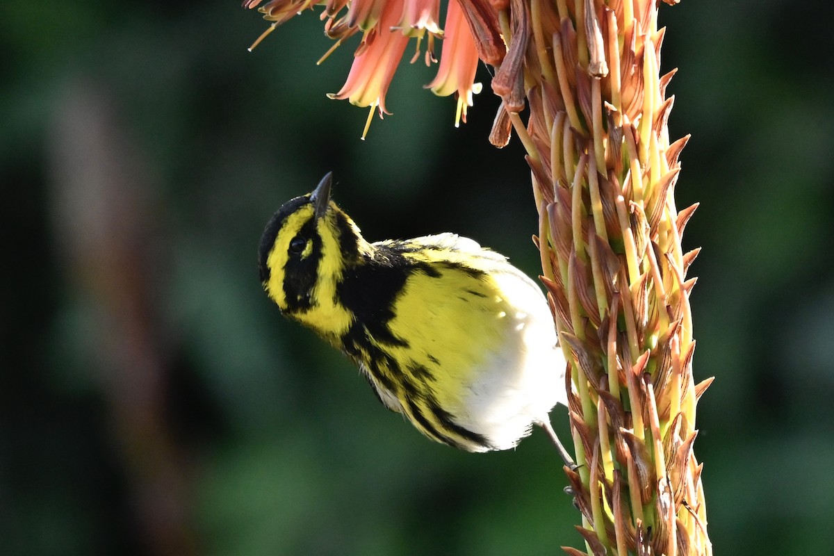Townsend's Warbler - ML646383055