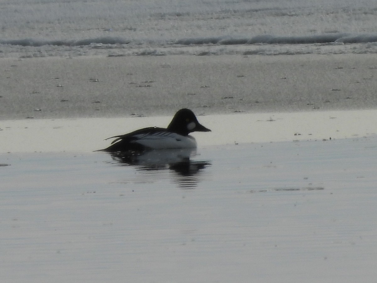Common Goldeneye - ML646383056