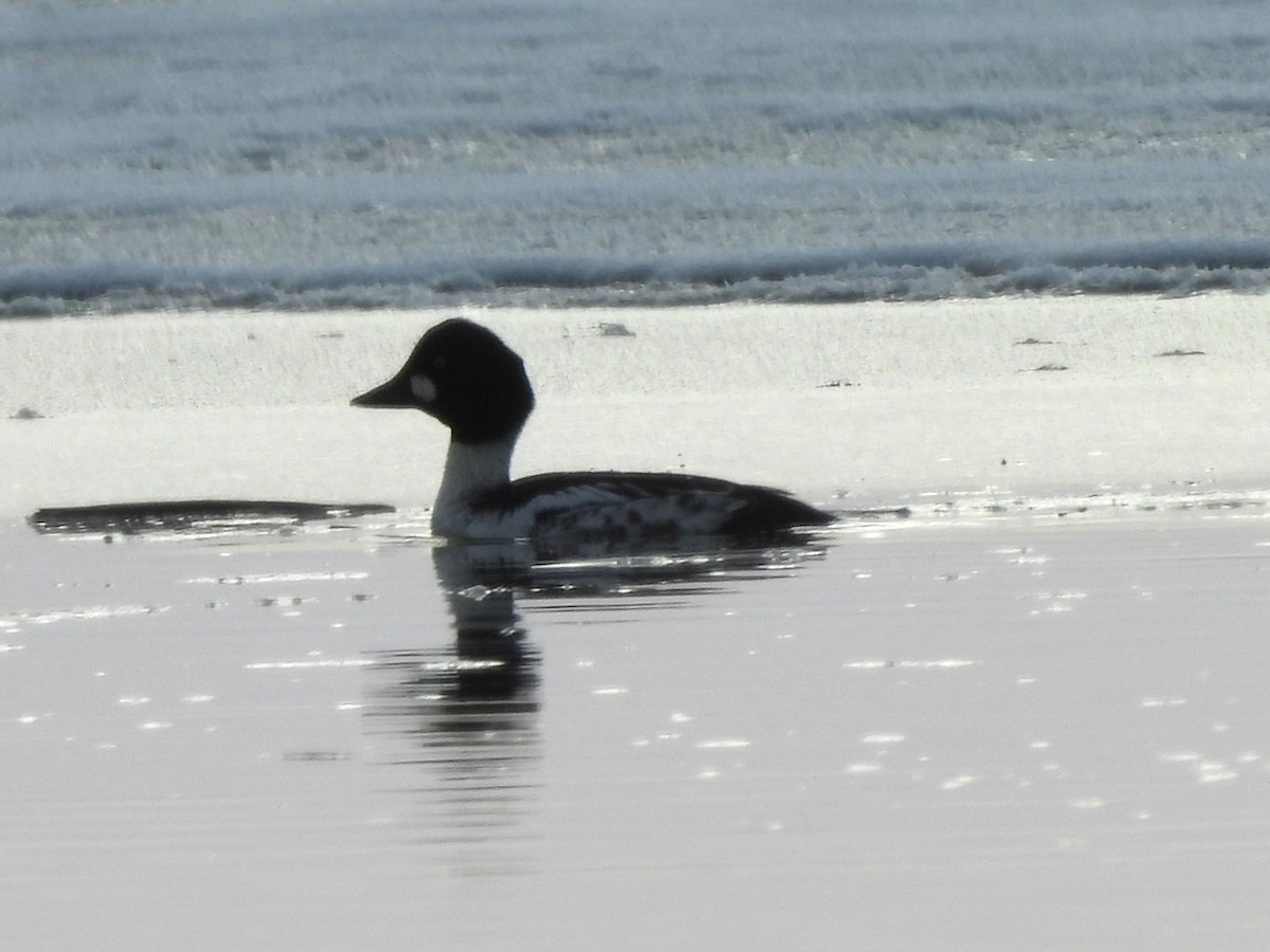 Common Goldeneye - ML646383057