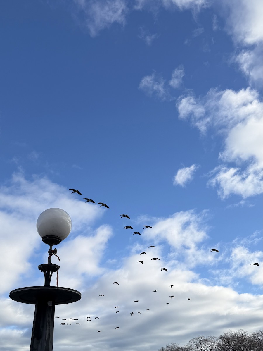 Kanadagans - ML646383060