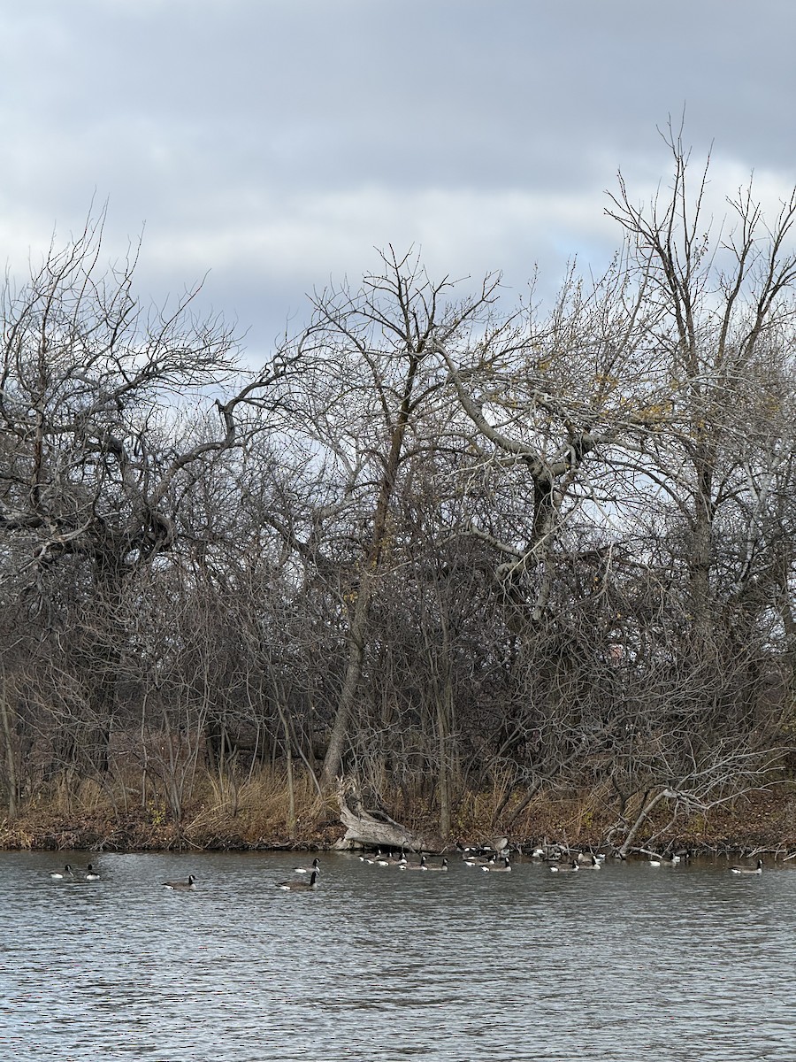 Kanadagans - ML646383061