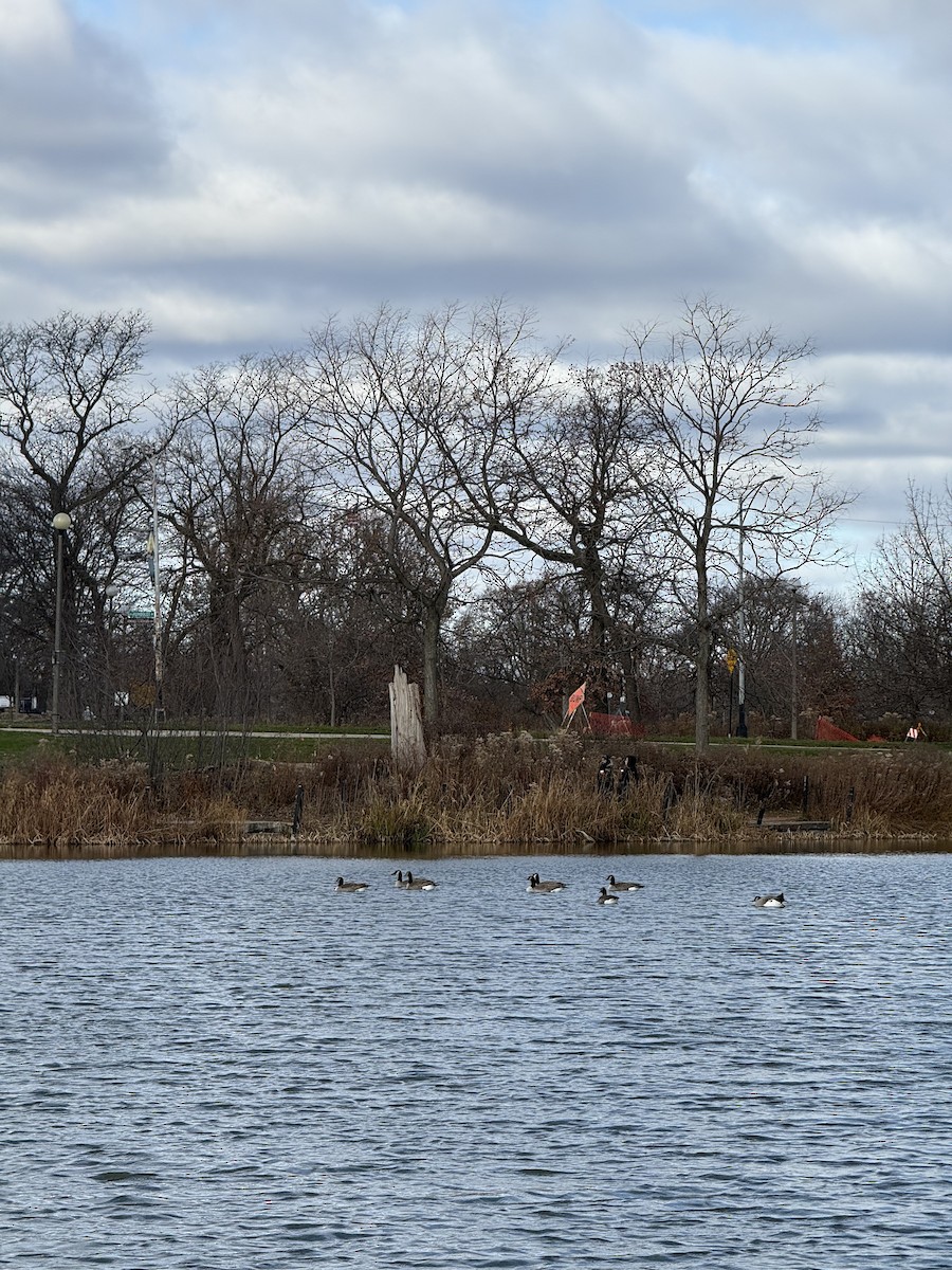 Kanadagans - ML646383062