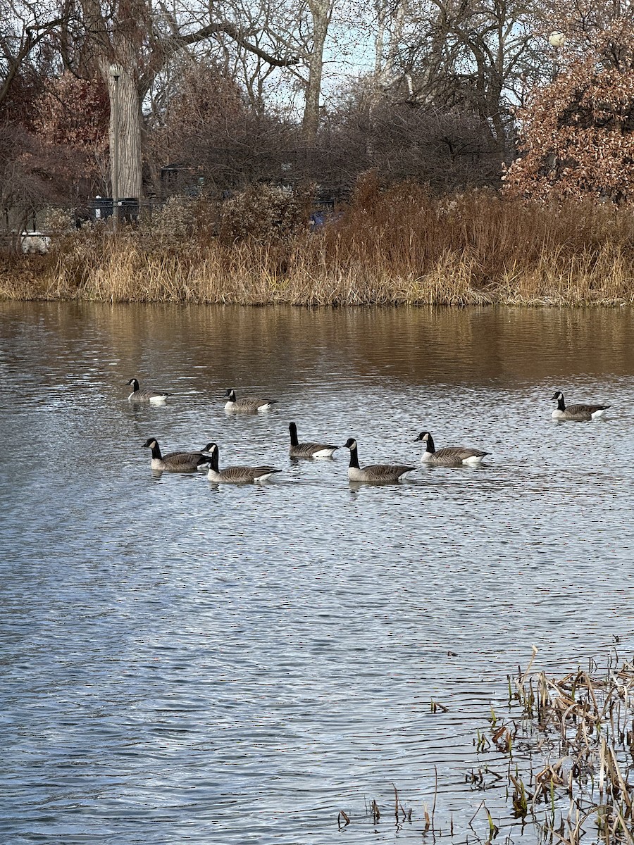 Kanadagans - ML646383063