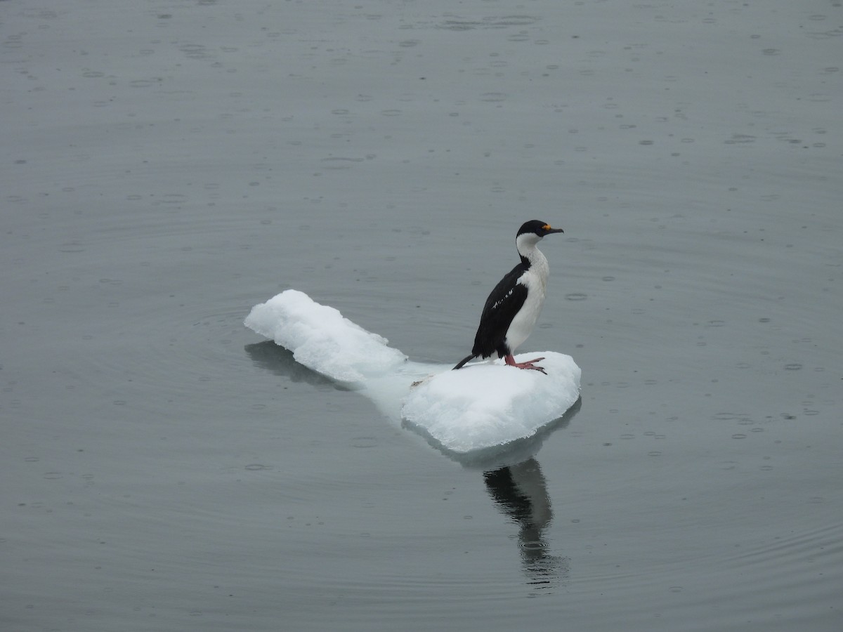 Cormorán Imperial (de Georgia) - ML646383064