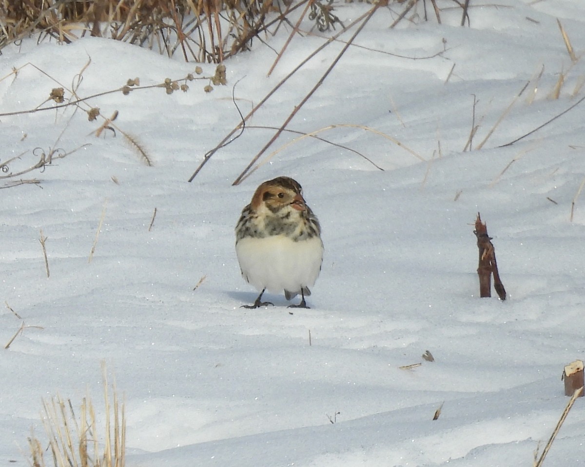 Lapland Longspur - ML646383065