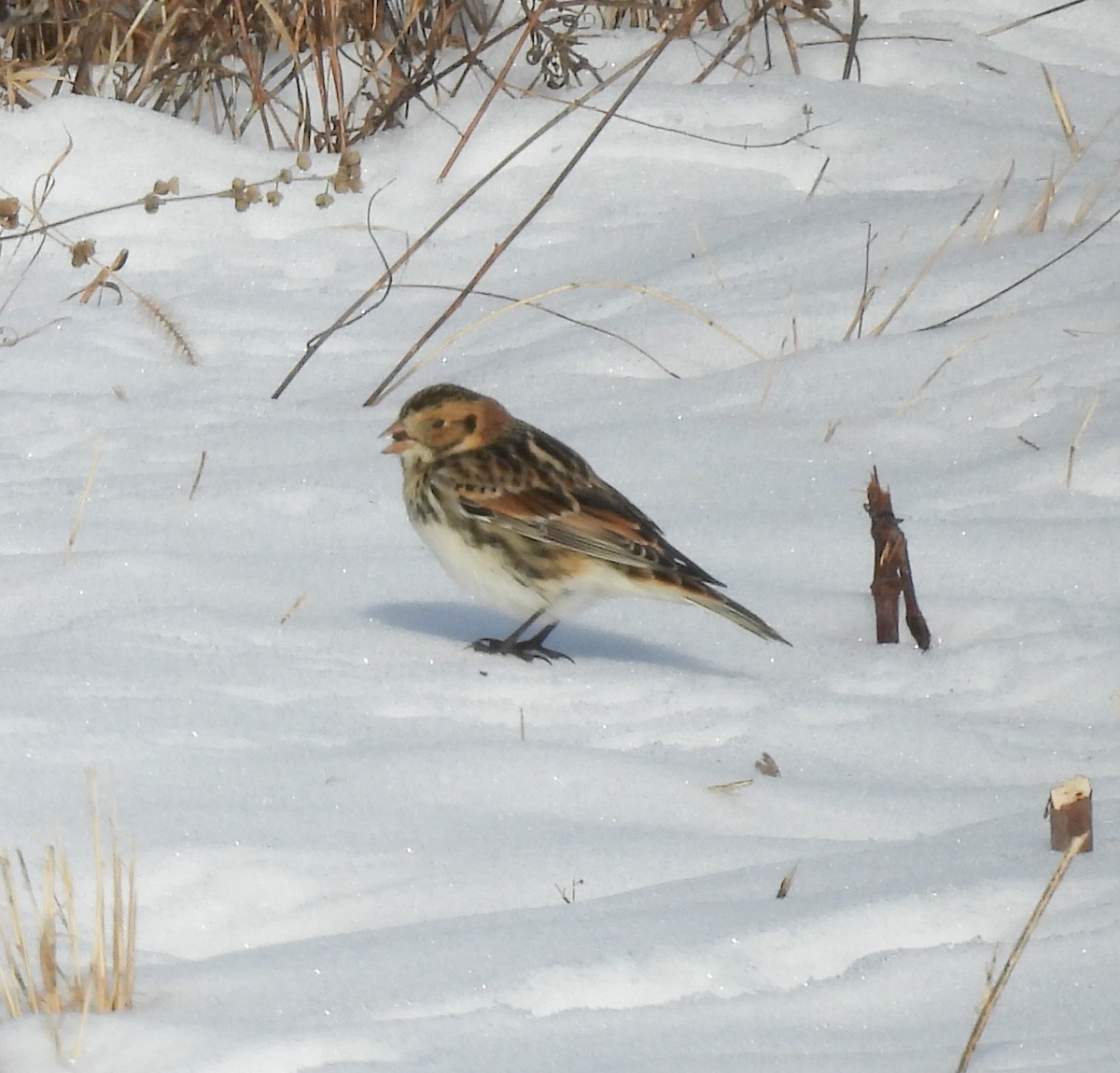 Lapland Longspur - ML646383066