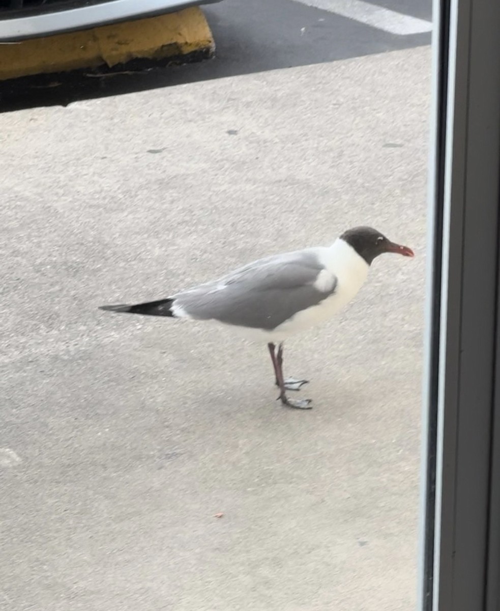 Laughing Gull - ML646383067