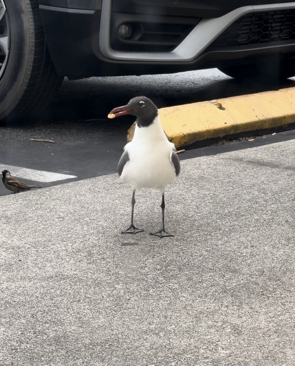 Laughing Gull - ML646383068