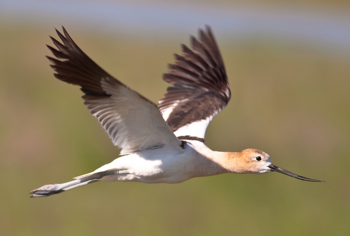 American Avocet - ML646383069