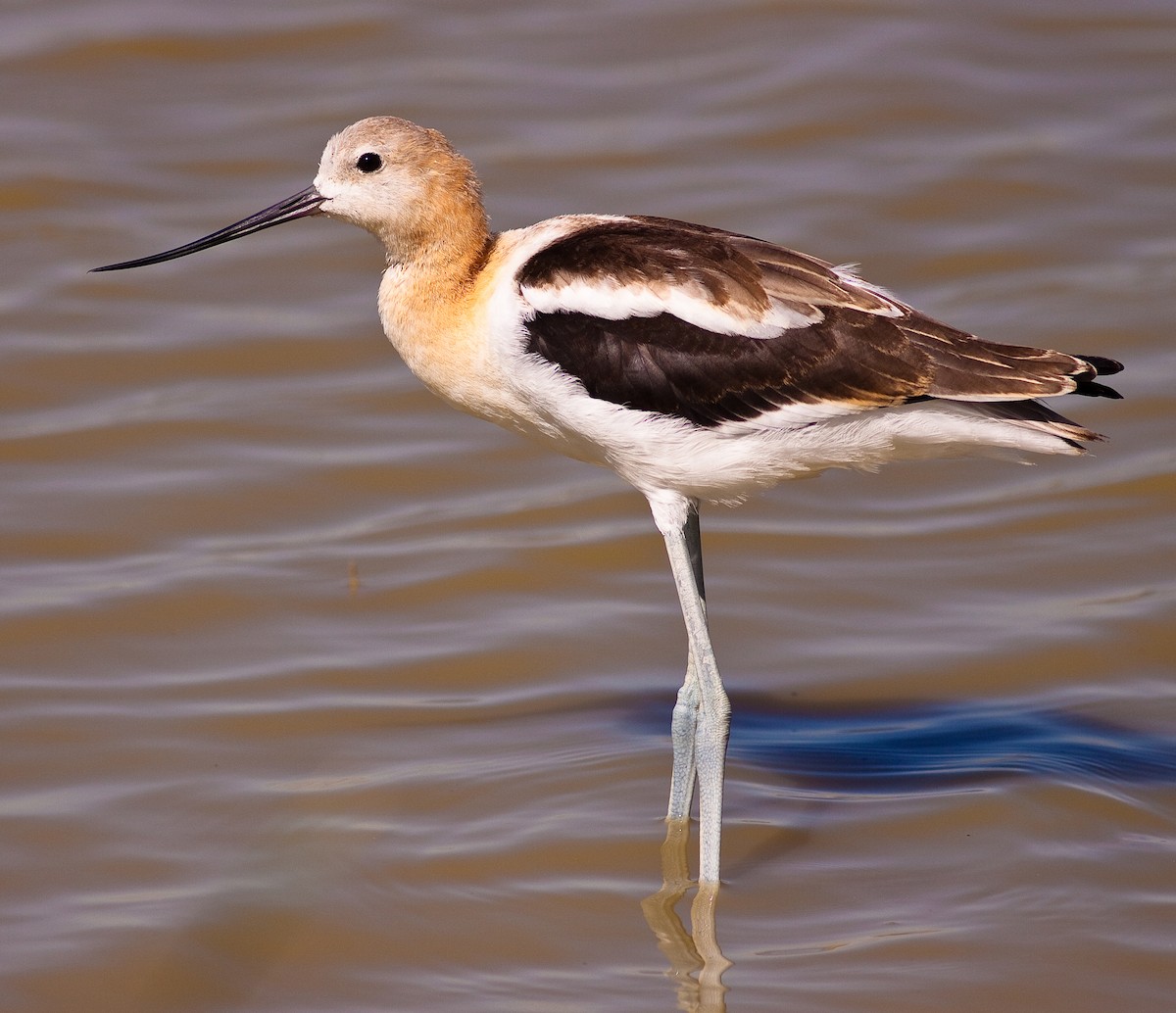 American Avocet - ML646383070