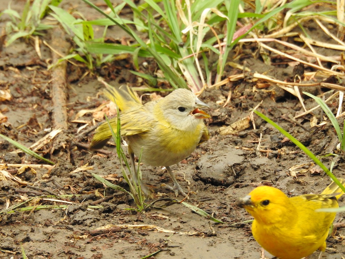 Saffron Finch - ML646383071