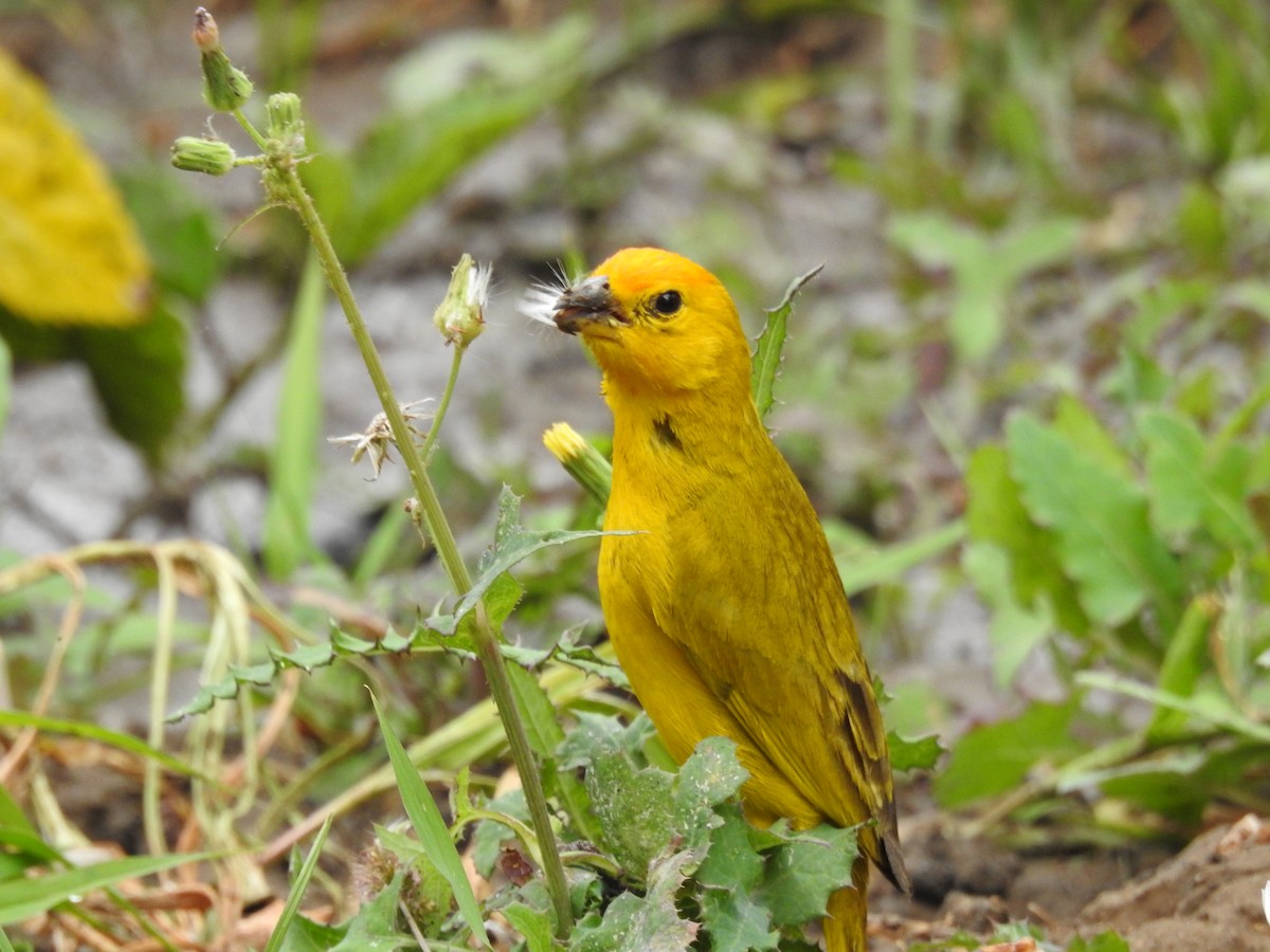 Saffron Finch - ML646383072