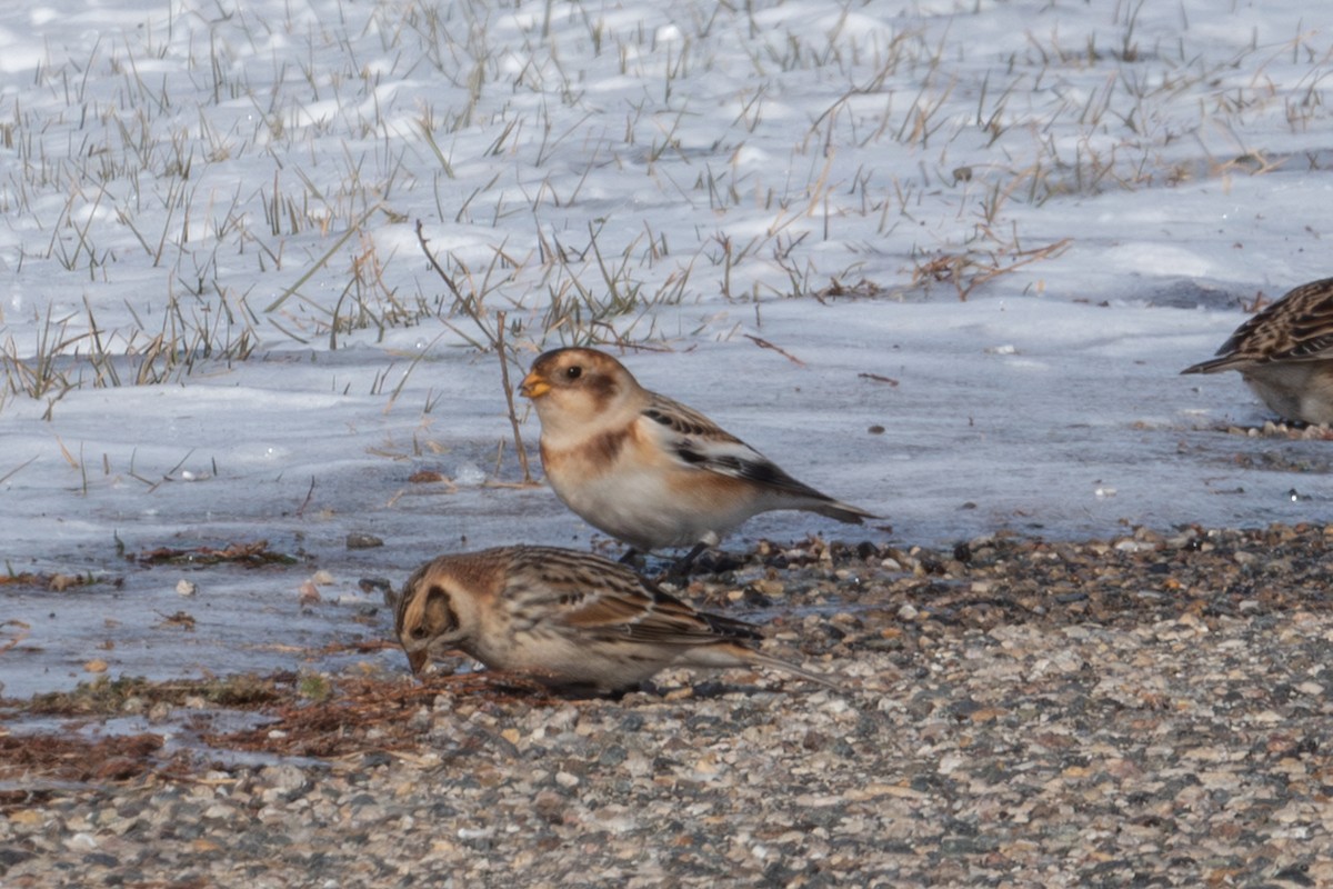 Snow Bunting - ML646383073