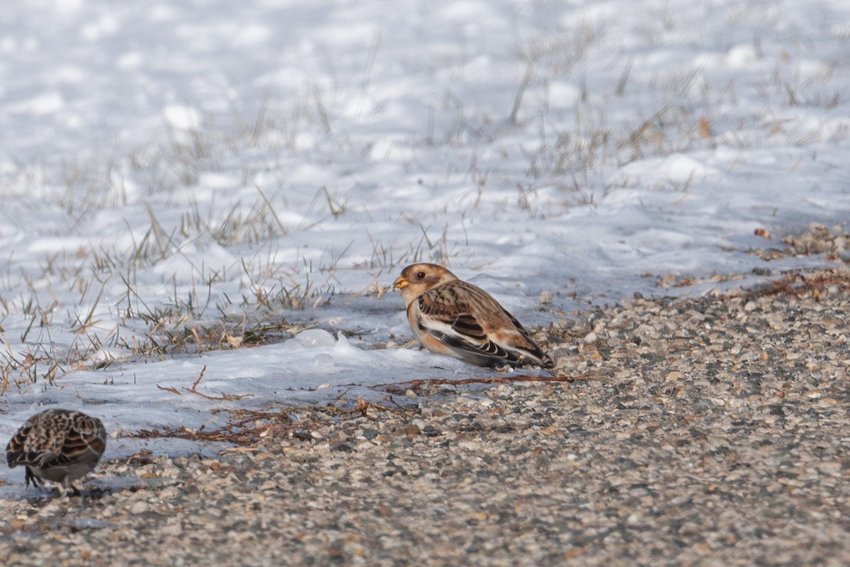 Snow Bunting - ML646383074
