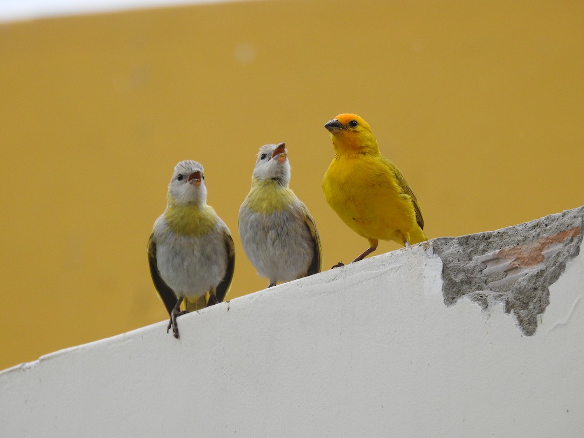Saffron Finch - ML646383075