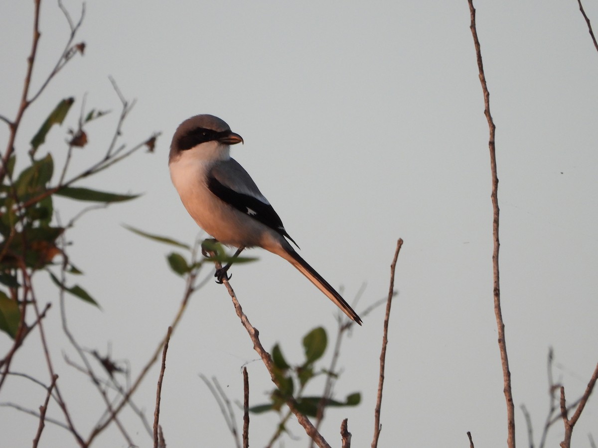 Loggerhead Shrike - ML646383079