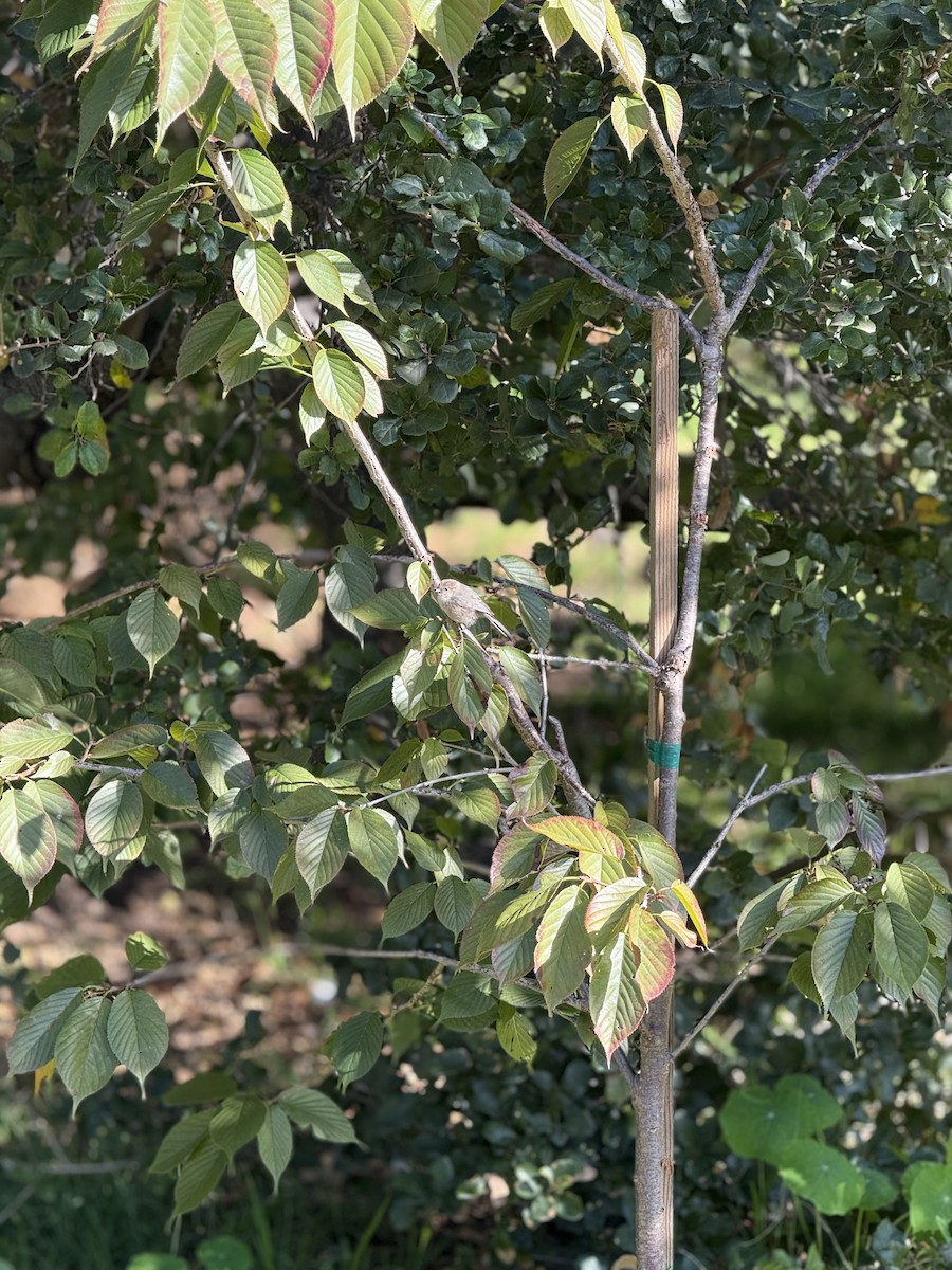 Bushtit - ML646383080