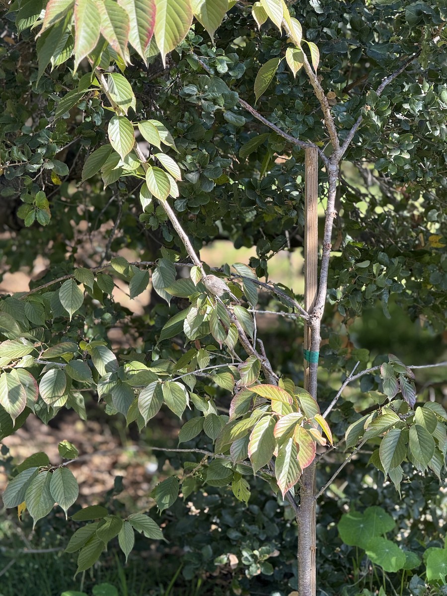 Bushtit - ML646383082