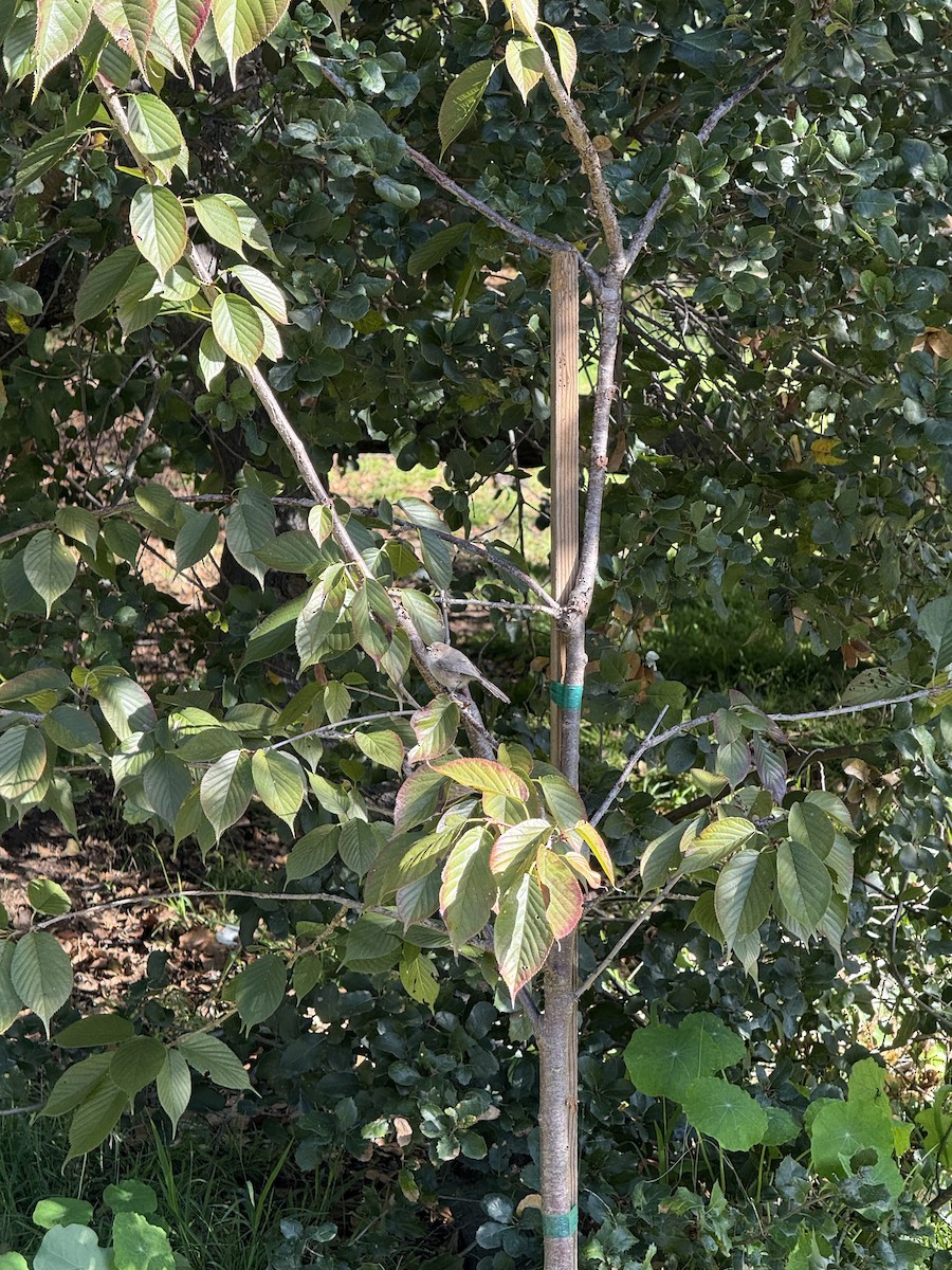 Bushtit - ML646383083