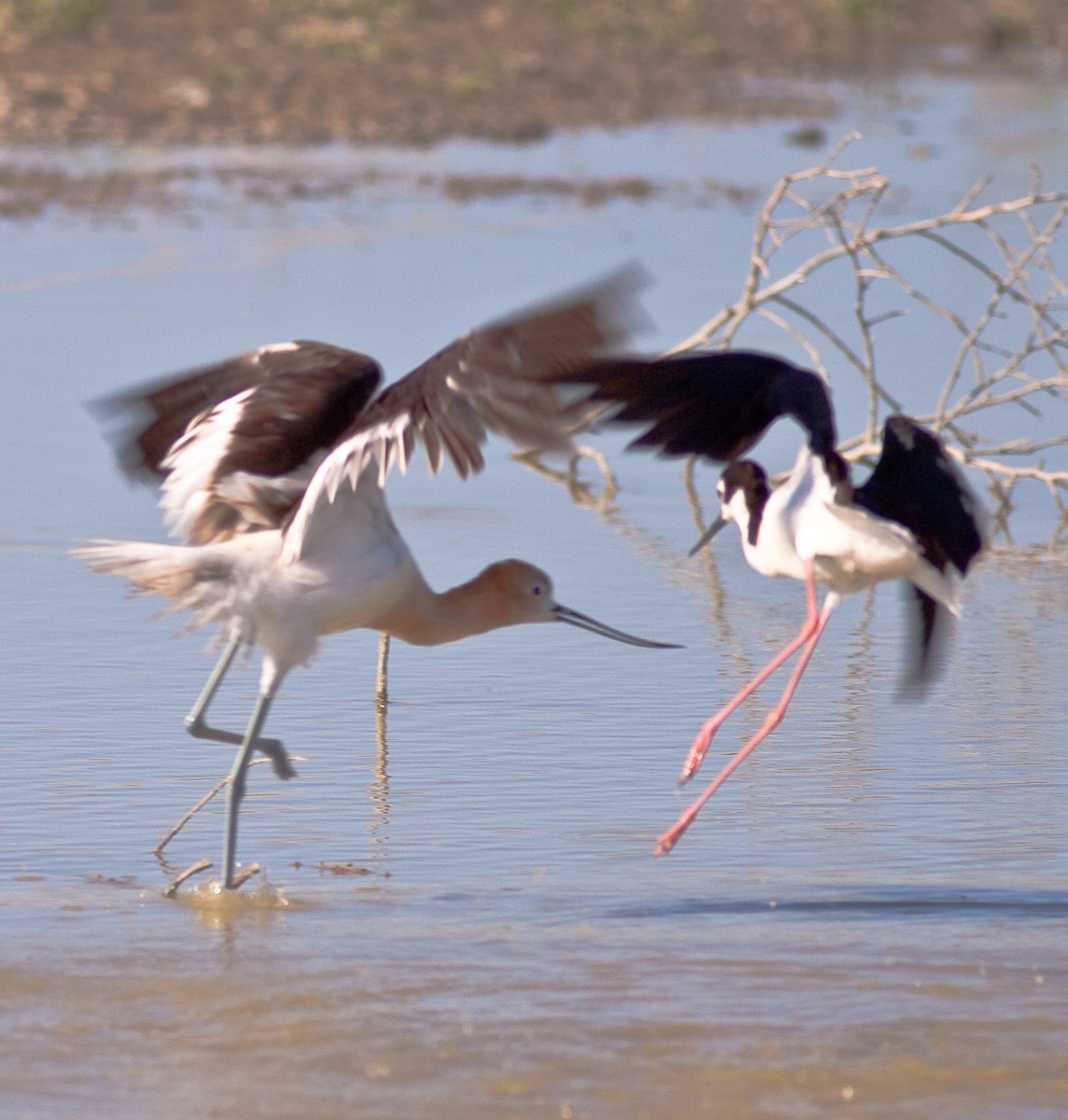 Black-necked Stilt - ML646383084