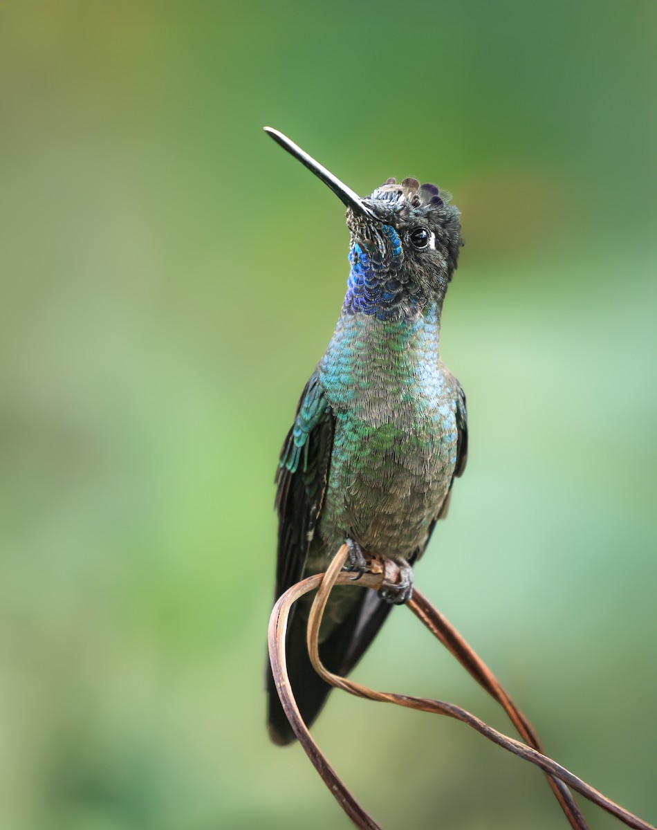 kolibřík talamancký - ML646383085