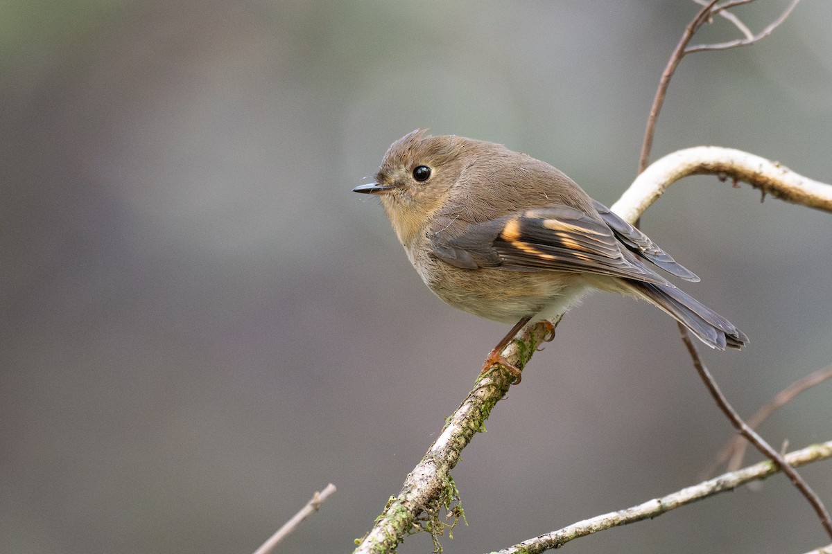 Pink Robin - ML646383086