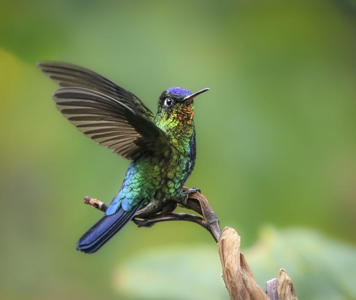 kolibřík ohnivobradý - ML646383088