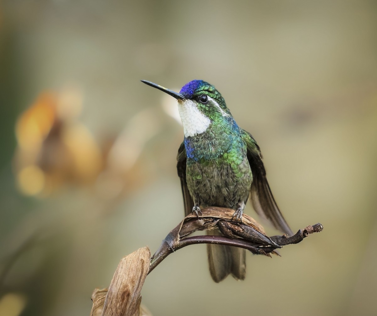 kolibřík pokřovní - ML646383093