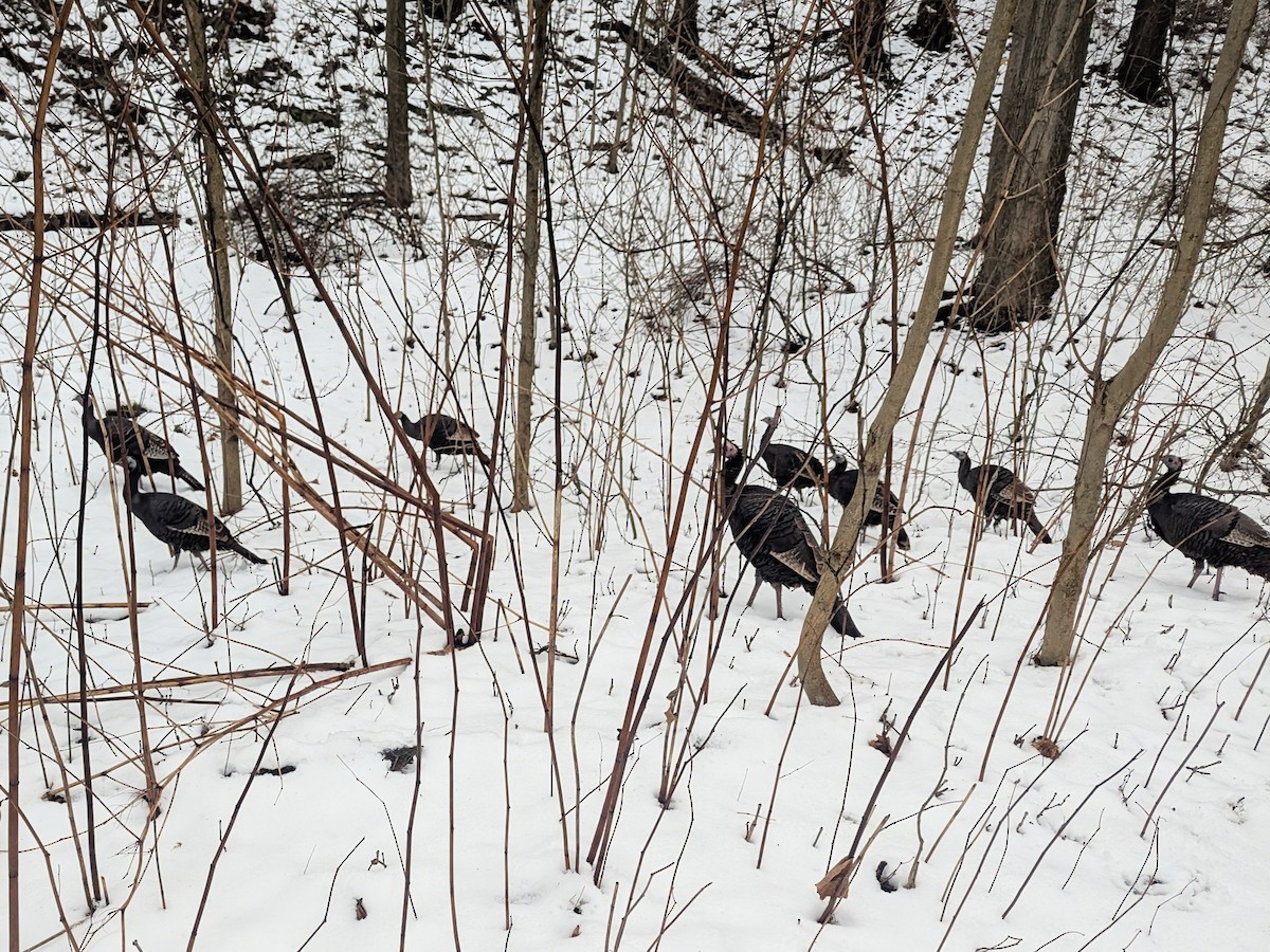 Wild Turkey - ML646383105