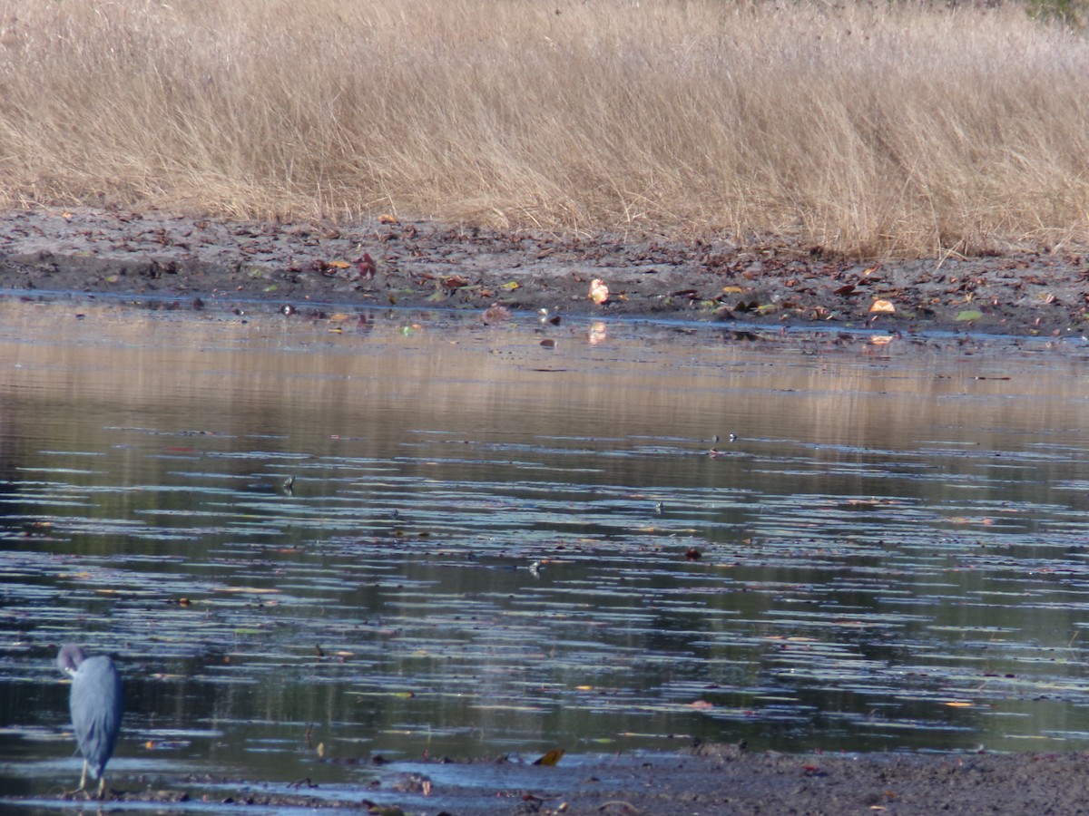 Little Blue Heron - ML646383106