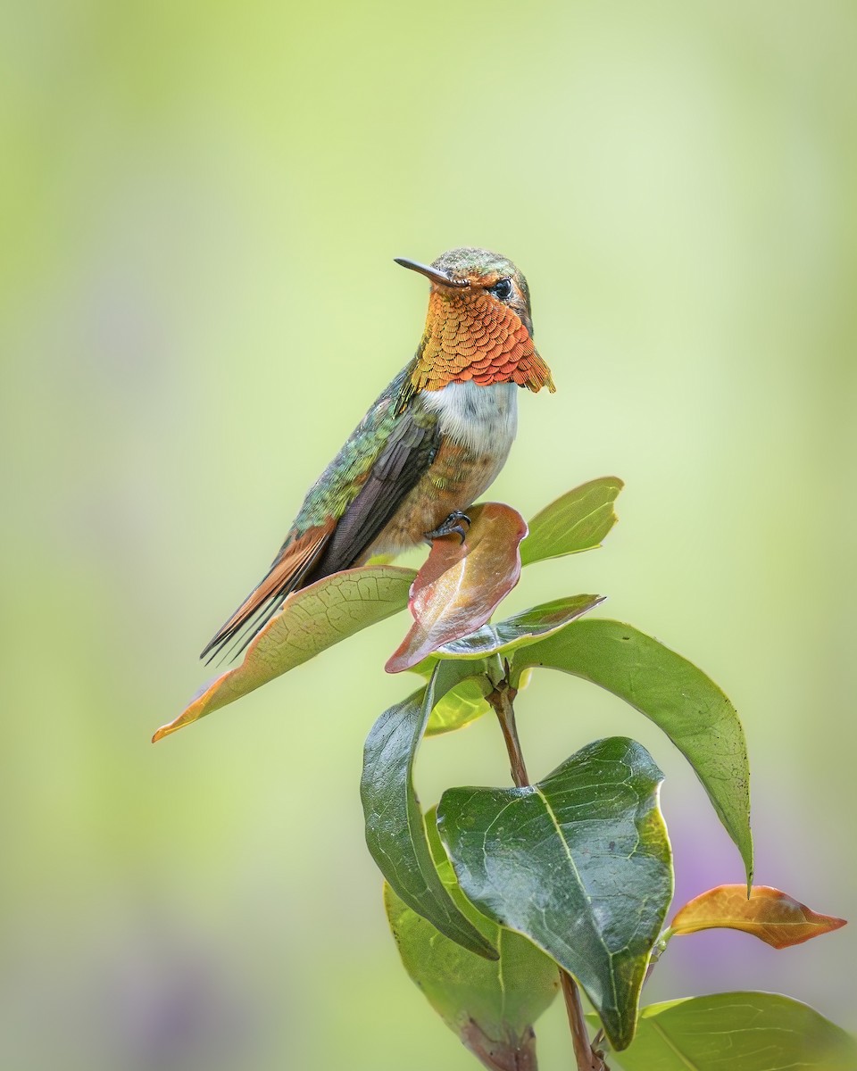 kalypta jiskřivá - ML646383108