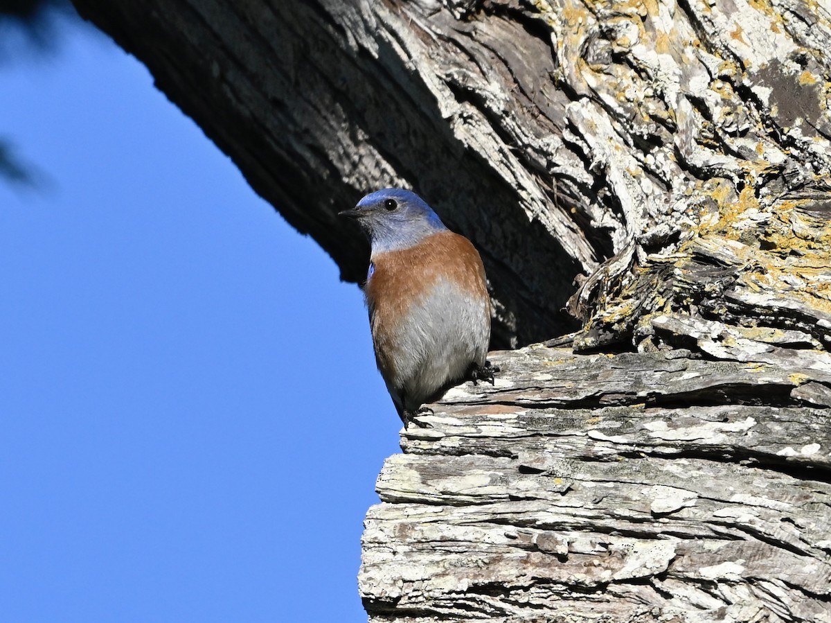 Western Bluebird - ML646383109