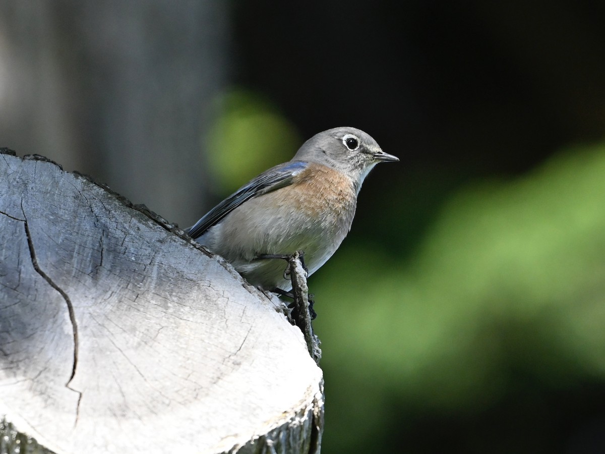 Western Bluebird - ML646383110
