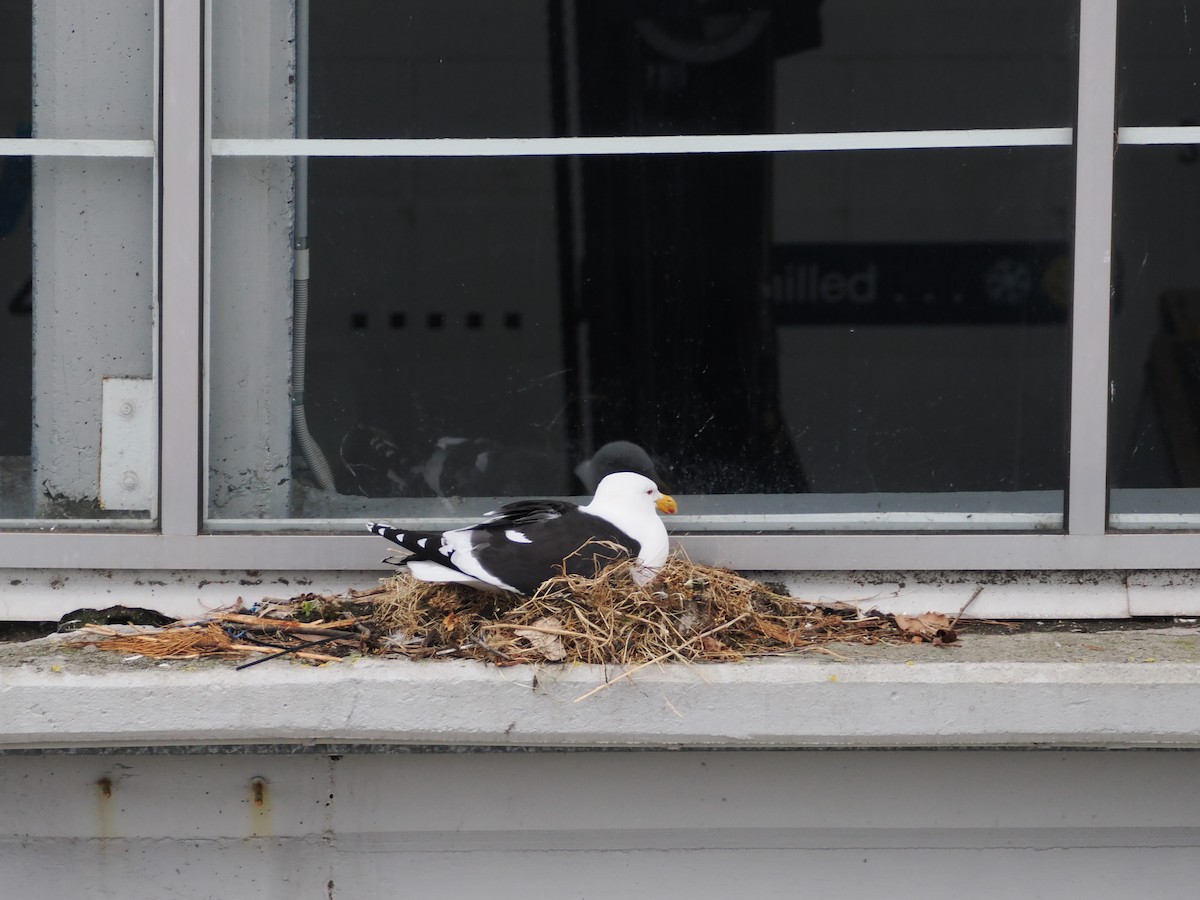 Доминиканская чайка - ML646383111