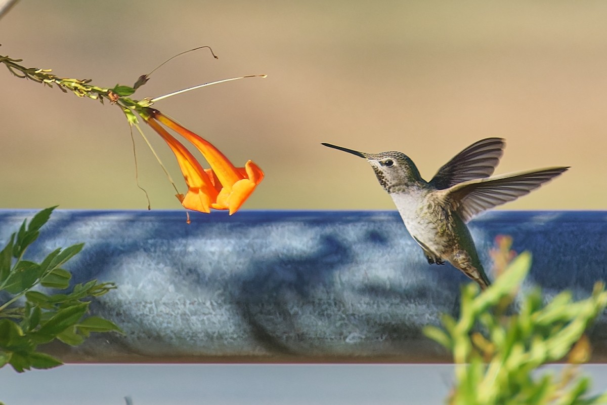 Anna's Hummingbird - ML646383112