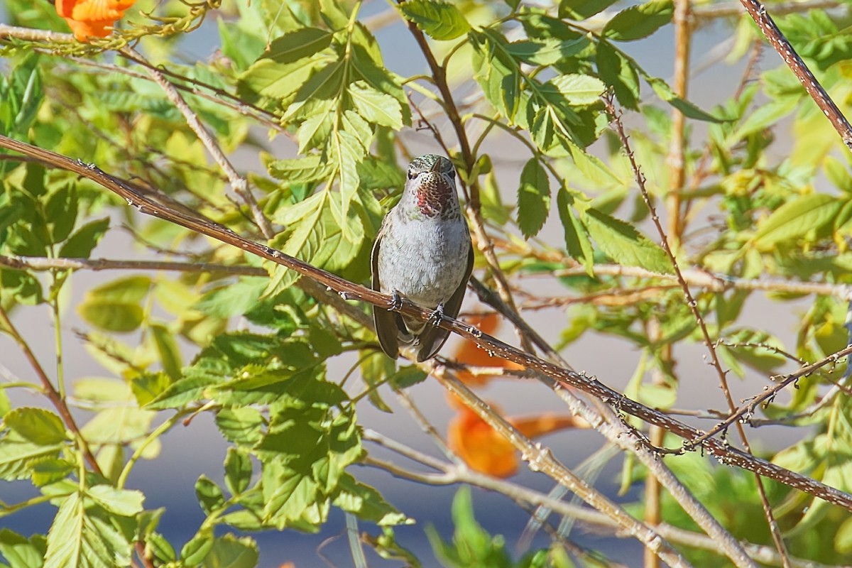 Anna's Hummingbird - ML646383113