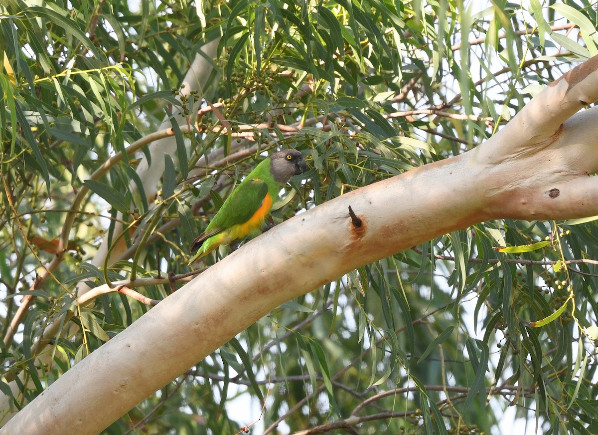 Сенегальский попугай - ML646383115