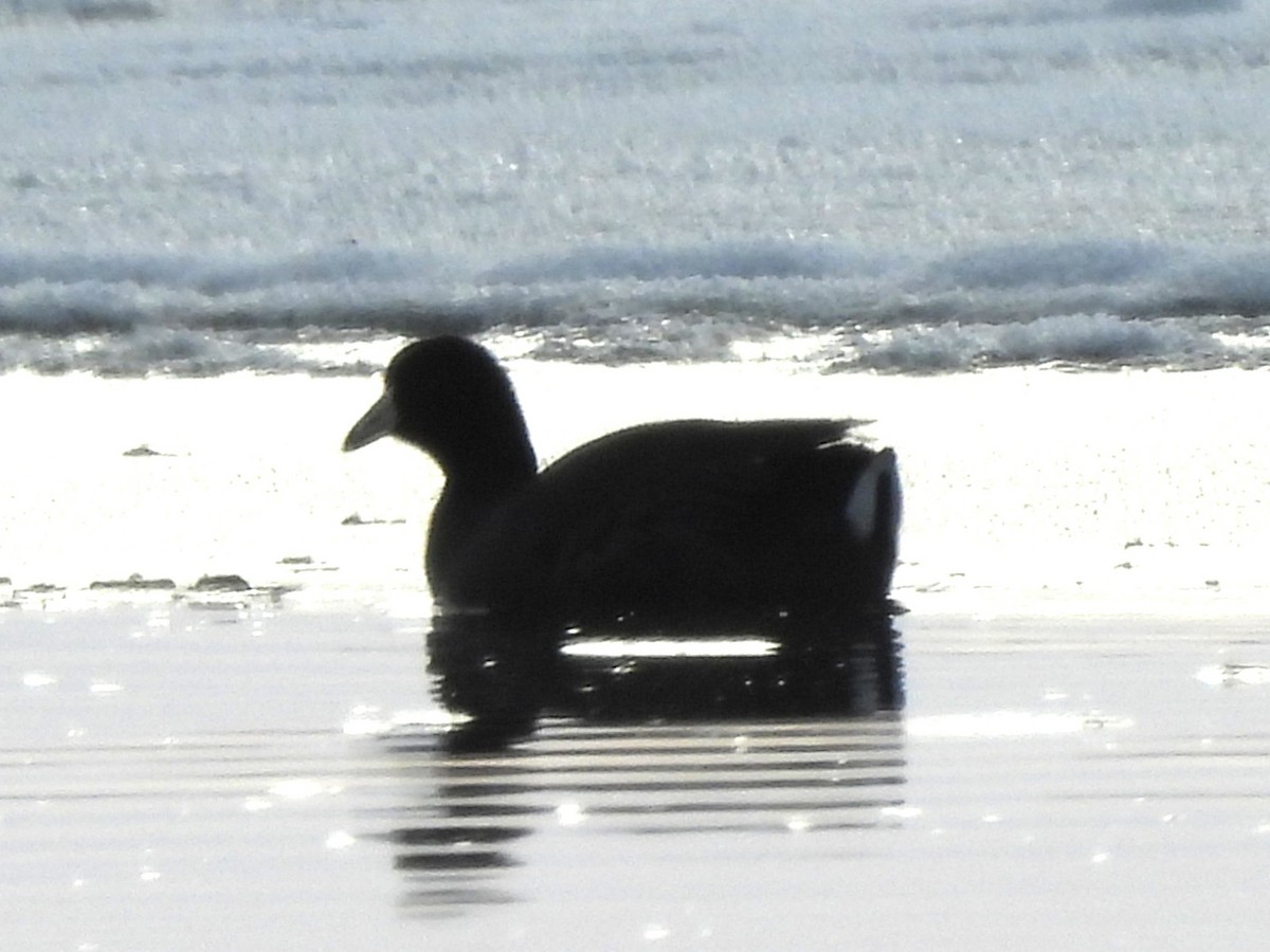 Американская лысуха - ML646383116