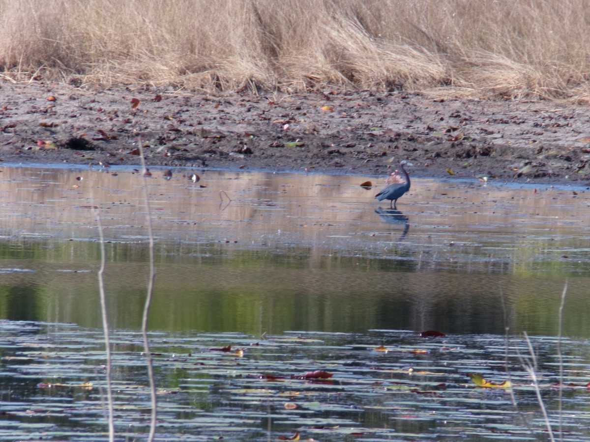 Little Blue Heron - ML646383117