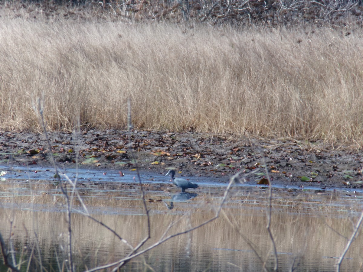 Little Blue Heron - ML646383118