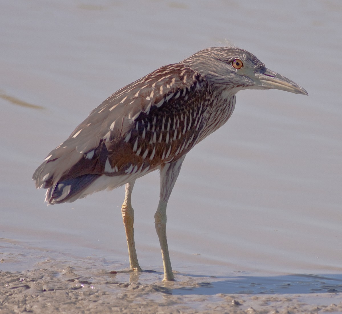 Кваква - ML646383120