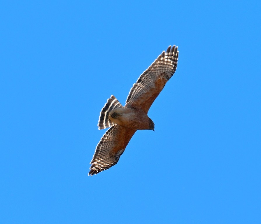 Красноплечий канюк - ML646383121