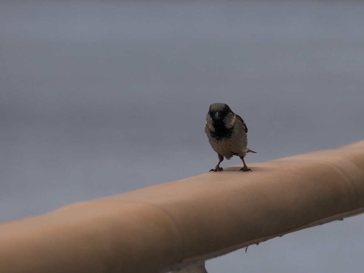 Домовый воробей - ML646383122