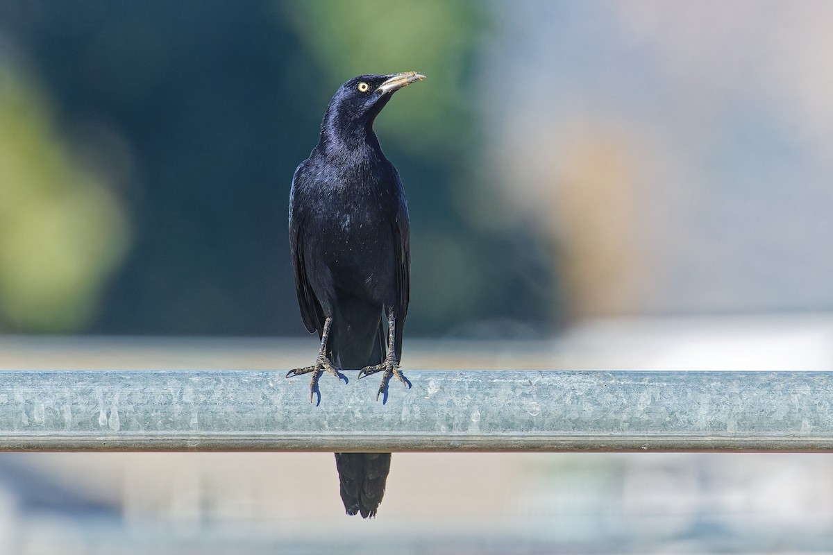 Большехвостый гракл - ML646383123