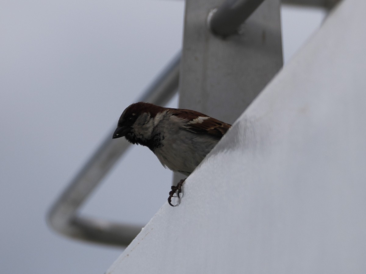 Домовый воробей - ML646383124