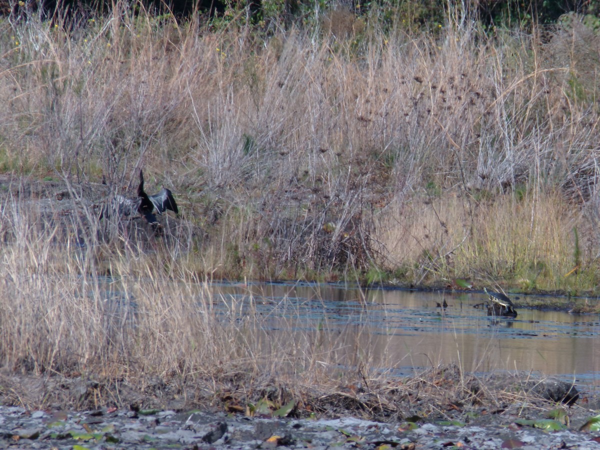 Американская змеешейка - ML646383126