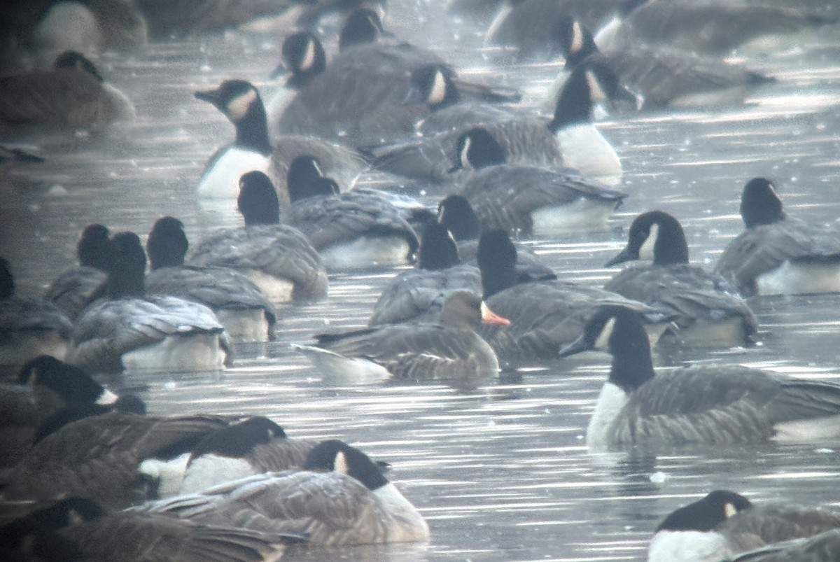 白額雁 - ML646383127