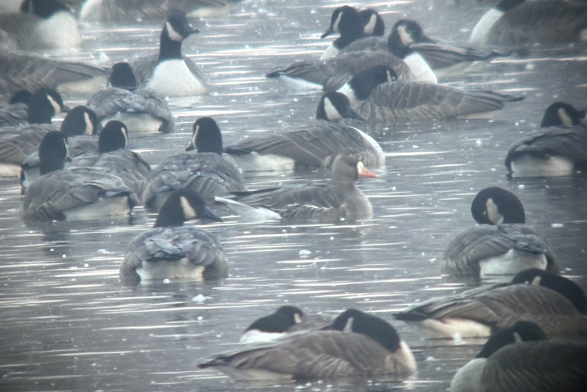 白額雁 - ML646383128