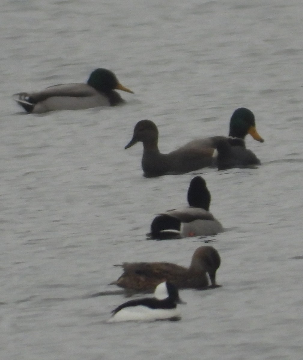 Кряква - ML646383130